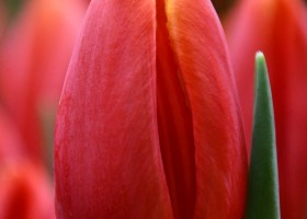 Tulipa Masha ® (4)